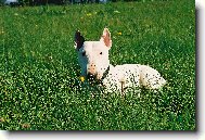 Bull Terrier