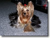 Jorkrsk terier, Yorkshire Terrier,