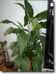 Spatiphyllum