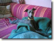 Piccolo Levriero Italiano, Italian Greyhound