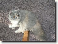 Persian cat