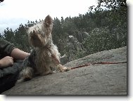 Jorkrsk terier, Yorkshire Terrier,