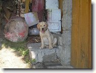 Labrador Retriever