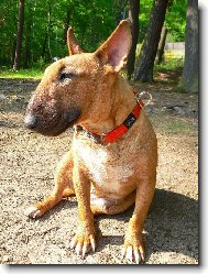 Bull Terrier