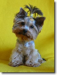 Jorkrsk terier, Yorkshire Terrier,