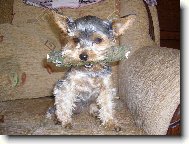 Jorkrsk terier, Yorkshire Terrier,