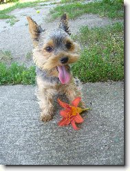 Jorkrsk terier, Yorkshire Terrier,