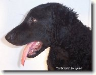 Curly Coated Retriever