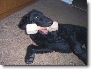 Curly Coated Retriever