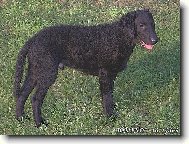 Curly Coated Retriever