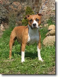 American Staffordshire Terrier