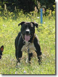 American Staffordshire Terrier