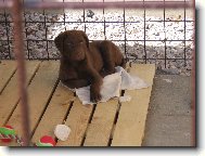 Chesapeake Bay Retriever