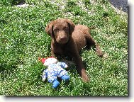 Chesapeake Bay Retriever