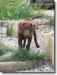 Chesapeake Bay Retriever