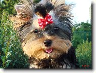 Jorkrsk terier, Yorkshire Terrier,