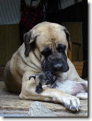 English Mastiff