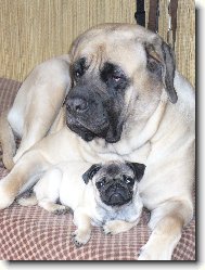 English Mastiff