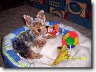 Jorkrsk terier, Yorkshire Terrier,