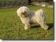 Hungarian Puli