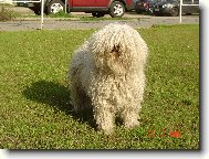 Hungarian Puli