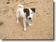 Jack Russell Terrier