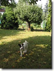 Jack Russell Terrier