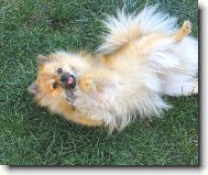 German spitz miniature spitz \\\\\(Dog standard\\\\\)