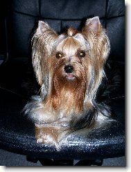 Jorkrsk terier, Yorkshire Terrier,