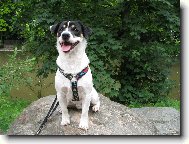 Jack Russell Terrier