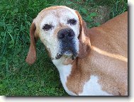 English Pointer