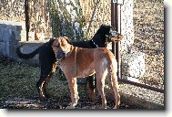 Beauce sheep dog \(beauceron\) \(Dog standard\)