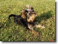 Jorkrsk terier, Yorkshire Terrier,