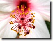 Hibiscus rosa-sinensis