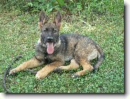 German Shepherd Dog