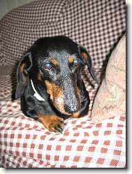 Dachshund