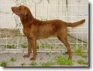 Chesapeake Bay Retriever