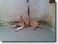 American Staffordshire Terrier