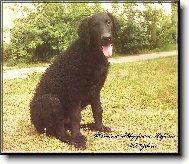 Curly Coated Retriever