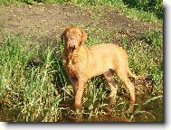 Dogue de Bordeaux