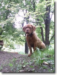 Dogue de Bordeaux