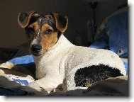 Jack Russell Terrier