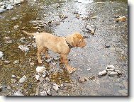 Dogue de Bordeaux