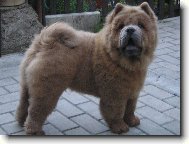 Chow Chow