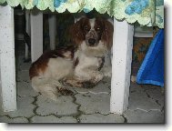 Welsh Springer Spaniel