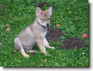 Czechoslovakian wolfdog