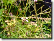 Verbena officinalis