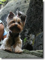 Jorkrsk terier, Yorkshire Terrier,