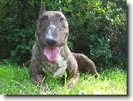 Bull Terrier