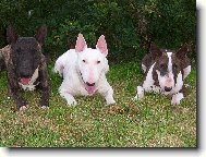 Bull Terrier